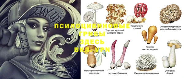 прущие грибы Абаза